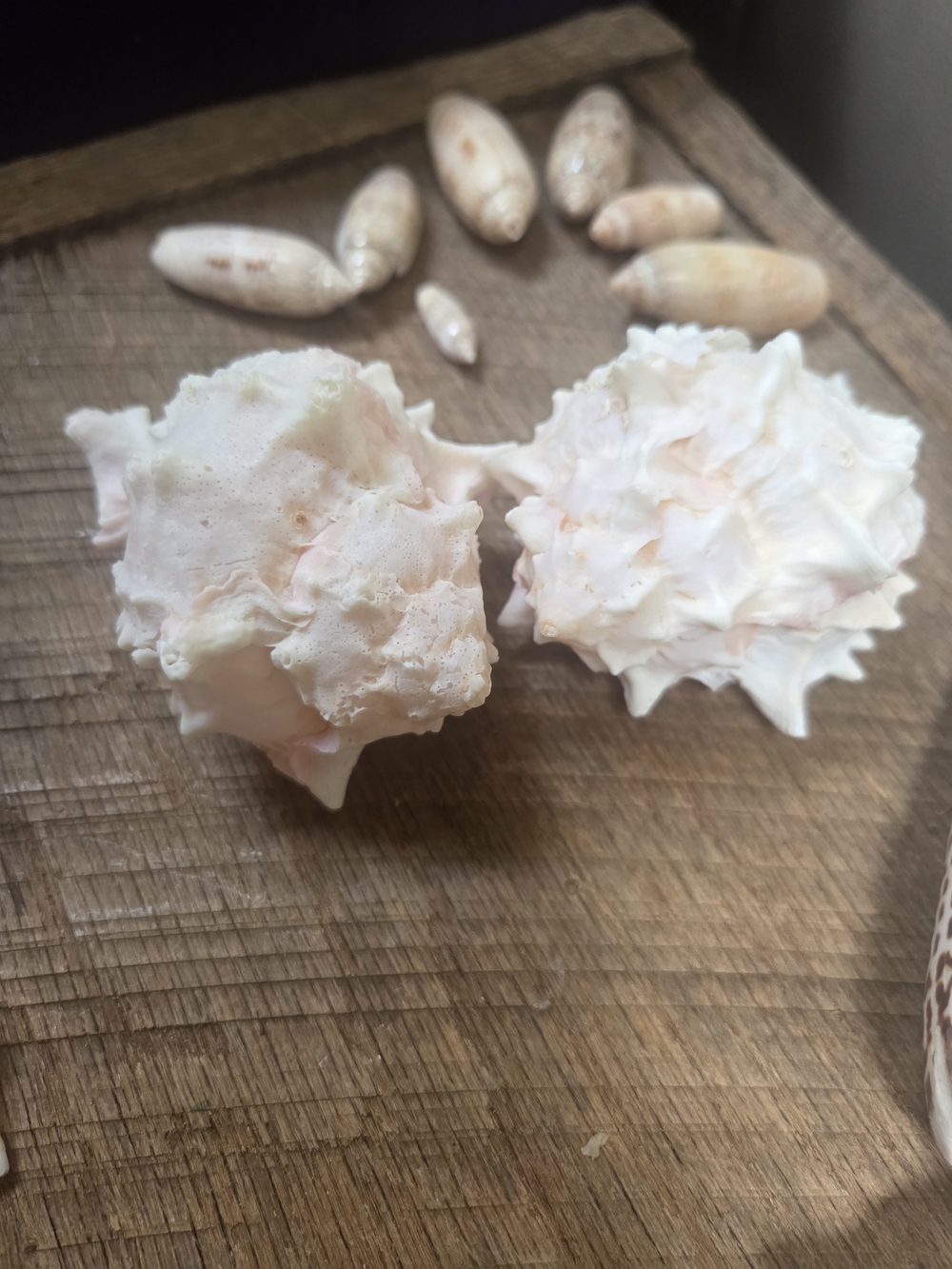 35 Assorted Natural Seashell Personal Collection - Bin R - Picture 4 of 16